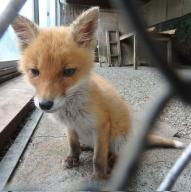 day eyes_open image photo red_fox single tagme vulpes young // 2046x2048 // 599KB