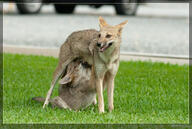 adult black_nose black_tail_tip day drinking eyes_open facing_side facing_towards facing_up full_body grass gray_fur lycalopex mouth_open multiple orange_eyes pampas_fox panting red_fur sitting standing staring summer_coat sunny teeth tongue urban wild young // 2000x1339 // 539KB