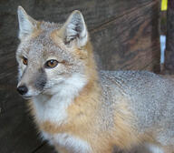 adult black_nose cloudy color day eyes_open facing_side gray_fur image mouth_closed orange_eyes partial_body photo single standing staring swift_fox tan_fur vulpes white_fur wild winter_coat zoo // 1024x894 // 574KB