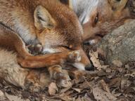 adult black_nose captivity day eyes_open facing_side facing_towards image mouth_closed multiple no_muzzle_mark on_side orange_eyes outdoors partial_body pawpads red_fox red_fur sleeping sunny vulpes white_fur white_tail_tip winter_coat zoo // 2974x2230 // 1.2MB