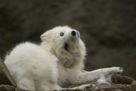 adult arctic_fox black_nose cloudy day eyes_open facing_towards head_tilted image mouth_closed no_muzzle_mark on_stomach orange_eyes photo shedding single still vulpes white_fur // 1000x669 // 91KB