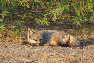 adult bengal_fox black_nose color day eyes_open facing_towards grass image mouth_closed on_stomach outdoors photo single summer_coat tan_fur vulpes wild // 1132x755 // 617KB