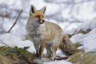 adult day eyes_open grass image large_muzzle_mark mouth_closed photo red_fox single snow standing vulpes winter_coat // 2048x1365 // 610KB