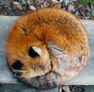 adult curled day image photo red_fox single vulpes // 736x719 // 123KB