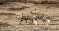 adult black_nose cloudy color day eyes_open facing_towards full_body grass gray_fur image mountains mouth_closed multiple orange_eyes photo playing standing staring tan_fur tibetan_fox vulpes white_fur white_tail_tip wild winter_coat // 1200x627 // 128KB