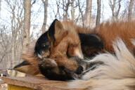 adult black_nose captivity day eyes_closed facing_towards image large_muzzle_mark mouth_closed on_side orange_eyes outdoors partial_body red_fox red_fur single sleeping sunny vulpes white_fur white_tail_tip winter_coat zoo // 1620x1080 // 274KB