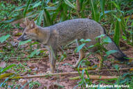 adult black_nose black_tail_tip color day eyes_open facing_side full_body grass gray_fur hoary_fox image lycalopex mouth_closed orange_eyes outdoors photo single standing tan_fur wild // 2048x1365 // 798KB