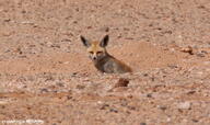 adult black_nose color day desert eyes_open facing_towards full_body image mouth_closed orange_eyes photo ruppell's_fox single sitting staring summer_coat sunny tan_fur vulpes white_tail_tip wild // 1500x892 // 678KB