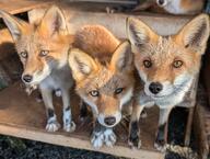 adult black_nose captivity color day eyes_open facing_towards full_body green_eyes image Maeshiro mouth_closed multiple no_muzzle_mark on_side orange_eyes photo red_fox red_fur standing staring summer_coat sunny vulpes white_fur zoo // 3045x2292 // 1001KB