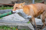 adult black_nose captivity cloudy day eating eyes_open facing_side facing_towards image mouth_open no_muzzle_mark orange_eyes partial_body red_fox red_fur single sitting summer_coat teeth vulpes white_fur zoo // 2048x1365 // 454KB