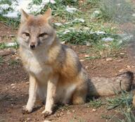 adult black_nose black_tail_tip captivity color day eyes_open facing_towards full_body grass gray_fur image mouth_closed orange_eyes photo single sitting staring swift_fox tan_fur vulpes white_fur winter_coat zoo // 1619x1461 // 506KB