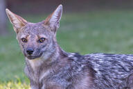 adult black_nose black_tail_tip color day eyes_open facing_towards full_body grass gray_fur image lycalopex mouth_closed orange_eyes pampas_fox photo red_fur single standing staring summer_coat sunny wild // 5000x3333 // 10.0MB