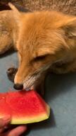 adult black_nose color eating eyes_open facing_side facing_towards indoors licking mouth_open no_muzzle_mark on_side orange_eyes partial_body pet red_fox red_fur single summer_coat tongue video vulpes white_fur // 720x1280, 12.7s // 4.6MB