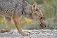 adult black_nose black_tail_tip color day eyes_open facing_side grass gray_fur image lycalopex mouth_closed orange_eyes pampas_fox partial_body photo red_fur single standing summer_coat sunny teeth walking wild // 2048x1365 // 363KB