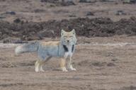 adult black_fur black_nose cloudy color day eyes_open facing_towards full_body gray_fur image mouth_closed orange_eyes outdoors photo red_fur single standing tan_fur tibetan_fox vulpes white_fur wild // 1920x1271 // 242KB