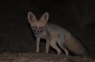 adult black_nose color desert eyes_open facing_towards full_body image mouth_closed night orange_eyes photo ruppell's_fox single standing staring summer_coat tan_fur vulpes white_tail_tip wild // 1890x1255 // 138KB