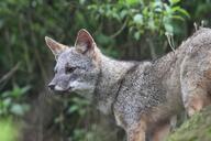 adult black_nose color day eyes_open facing_towards forest gray_fur image lycalopex mouth_closed orange_eyes outdoors partial_body photo sechuran_fox single standing sunny white_fur wild // 1024x683 // 104KB