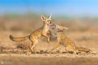 bengal_fox black_nose black_tail_tip color day desert eyes_open facing_side image mouth_open multiple outdoors photo playing summer_coat tan_fur vulpes wild young // 2048x1366 // 723KB