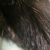 adult black_fur close_up image macro Nixie pet red_fox single vulpes // 1080x1080 // 162KB