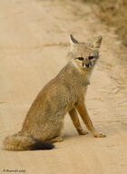 adult bengal_fox black_nose black_tail_tip color day desert eyes_open facing_towards image mouth_closed outdoors photo single sitting summer_coat tan_fur vulpes wild // 582x800 // 103KB