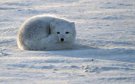 adult arctic_fox black_nose color curled eyes_open facing_towards full_body image mouth_closed orange_eyes photo single sleeping snow staring sunny twilight vulpes white_fur white_tail_tip wild winter_coat // 3756x2328 // 1.8MB