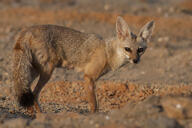 adult bengal_fox black_nose black_tail_tip color day desert eyes_open facing_towards image mouth_closed outdoors photo single standing summer_coat tan_fur vulpes wild // 800x532 // 120KB