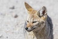 adult black_nose black_tail_tip color day eyes_open facing_towards grass gray_fur image lycalopex mouth_closed orange_eyes pampas_fox partial_body photo portrait red_fur single standing staring summer_coat sunny wild // 1642x1095 // 436KB