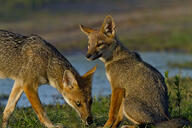 adult black_nose black_tail_tip eyes_open facing_down facing_side facing_towards full_body grass gray_fur lycalopex mouth_closed multiple orange_eyes pampas_fox red_fur sitting standing staring summer_coat sunny twilight wild // 800x533 // 140KB