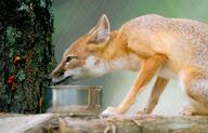 adult black_nose captivity color day eating eyes_open facing_side gray_fur image mouth_closed orange_eyes partial_body photo single sitting summer_coat swift_fox tan_fur vulpes white_fur zoo // 3952x2526 // 1.3MB