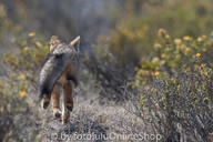 adult black_nose black_tail_tip day desert eyes_open facing_away full_body gray_fur lycalopex mouth_closed orange_eyes pampas_fox pawpads red_fur running single standing summer_coat sunny wild // 600x400 // 239KB