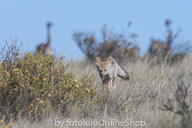 adult black_nose black_tail_tip day eyes_open facing_towards far_away full_body grass gray_fur lycalopex mouth_closed orange_eyes pampas_fox red_fur single standing summer_coat sunny walking wild // 600x400 // 211KB