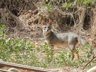 adult black_nose black_tail_tip color day eyes_open facing_towards full_body gray_fur image lycalopex mouth_closed orange_eyes outdoors photo sechuran_fox single standing sunny white_fur wild // 2048x1536 // 2.5MB