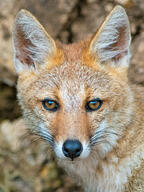 adult black_nose black_tail_tip close_up color day eyes_open facing_towards gray_fur image lycalopex mouth_closed orange_eyes outdoors pampas_fox partial_body photo portrait red_fur single standing staring summer_coat sunny wild // 1536x2048 // 993KB