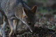 adult black_nose color eyes_open facing_down grass gray_fur hoary_fox image lycalopex mouth_closed orange_eyes outdoors partial_body photo single standing tan_fur twilight wild // 2048x1365 // 1.1MB