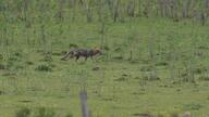 adult black_nose black_tail_tip color day eyes_open facing_side far_away full_body grass gray_fur image lycalopex mouth_closed orange_eyes pampas_fox photo red_fur single standing staring summer_coat sunny wild // 2780x1564 // 763KB