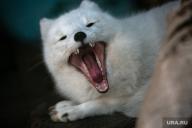 adult arctic_fox day eyes_closed image mouth_open photo single vulpes yawning // 760x507 // 98KB