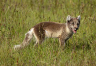 adult arctic_fox black_nose brown_fur day eyes_open facing_towards grass image mouth_open orange_eyes outdoors partial_body single summer_coat sunny teeth tongue vulpes white_tail_tip wild // 6144x4233 // 6.6MB