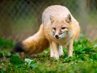 adult black_nose blep captivity color day eyes_open facing_towards grass gray_fur image licking mouth_open orange_eyes partial_body photo single standing staring swift_fox tan_fur tongue vulpes walking white_fur winter_coat zoo // 4714x3587 // 1.6MB