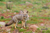 adult black_nose black_tail_tip color day eyes_open facing_towards full_body grass gray_fur image lycalopex mouth_closed orange_eyes pampas_fox photo red_fur single standing staring summer_coat sunny wild // 960x627 // 355KB