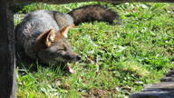 adult black_nose color darwin's_fox day eyes_closed facing_towards gray_fur image lycalopex mouth_open on_stomach outdoors partial_body photo single sunny teeth tongue wild yawning // 2048x1150 // 968KB