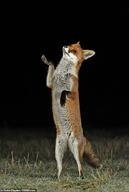 adult black_nose color eyes_open facing_up full_body grass image large_muzzle_mark mouth_closed night orange_eyes outdoors photo red_fox red_fur single standing_biped vulpes white_fur white_tail_tip wild // 634x944 // 66KB