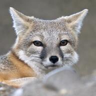 adult black_nose captivity color curled day eyes_open facing_towards gray_fur image mouth_closed orange_eyes partial_body photo portrait single staring swift_fox tan_fur vulpes white_fur winter_coat zoo // 1817x1817 // 531KB