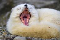 adult arctic_fox day eyes_closed image mouth_open photo single vulpes yawning // 5202x3468 // 9.6MB