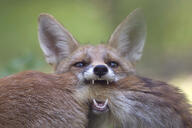 black_nose day eyes_open facing_side facing_towards funny holding_something image mouth_open multiple muzzle_mark orange_eyes partial_body playing portrait red_fox red_fur standing summer_coat teeth vulpes white_fur wild young // 1250x833 // 920KB