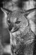 adult black_nose day eyes_open facing_towards grayscale hoary_fox image lycalopex mouth_closed outdoors partial_body photo portrait single wild // 3741x5612 // 12MB