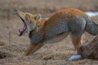 adult black_nose cloudy color day eyes_closed facing_side full_body gray_fur image mouth_open orange_eyes outdoors photo red_fur single standing stretching teeth tibetan_fox tongue vulpes wild yawning // 1000x667 // 279KB