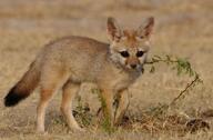 bengal_fox black_nose black_tail_tip color day desert eyes_open facing_towards image mouth_closed outdoors photo single standing summer_coat tan_fur vulpes wild young // 2039x1342 // 516KB