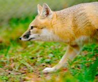 adult black_nose captivity color day eyes_open facing_side grass gray_fur image mouth_closed orange_eyes partial_body photo single standing swift_fox tan_fur vulpes walking white_fur winter_coat zoo // 5509x4625 // 2.6MB