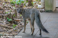 adult black_nose black_tail_tip color day eyes_open facing_towards full_body gray_fur hoary_fox image lycalopex mouth_closed orange_eyes outdoors photo single standing tan_fur urban wild // 2048x1365 // 578KB