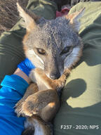 adult black_nose color day eyes_open F257 gray_fur image island_fox mouth_closed on_back orange_eyes outdoors partial_body photo single sunny urocyon wild // 360x480 // 52KB